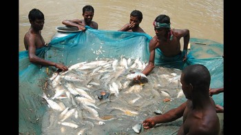 KENYA FISH FARMERS GET INFORMATION THROUGH MOBILE JUUCHINI